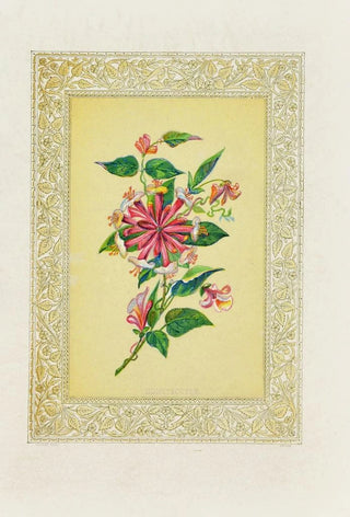 John Henry Ingram - Honeysuckle.webp