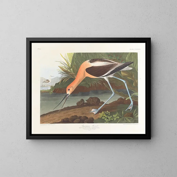 van een jonge Amerikaanse eend in winterkleed - John James Audubon — ingelijst kunstwerk aan de muur
