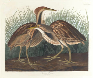 Butor d'Amérique - John James Audubon — weergave van het kunstwerk