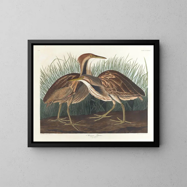 Butor d'Amérique - John James Audubon — ingelijst kunstwerk aan de muur
