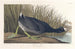 Foulque d'Amérique - John James Audubon — weergave van het kunstwerk