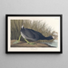 Foulque d'Amérique - John James Audubon — ingelijst kunstwerk aan de muur