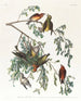 Bec-croisé d'Amérique Mannelijk volwassene 1 Jonge man 2 3 Vrouwelijk volwassene 4 Jonge vrouw 5 Pruche - John James Audubon — weergave van het kunstwerk