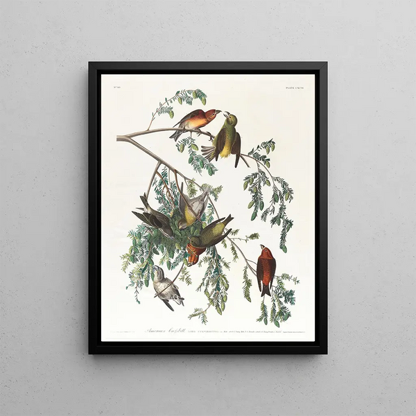 John James Audubon - American crossbill Male adult 1 Young male 2 3 Female adult 4 Young female 5 Hemlock.webp
