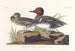 Sarcelle d'Amérique - John James Audubon — weergave van het kunstwerk