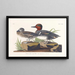 Sarcelle d'Amérique - John James Audubon — ingelijst kunstwerk aan de muur