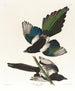 Pie d'Amérique - John James Audubon — weergave van het kunstwerk