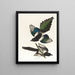 Pie d'Amérique - John James Audubon — ingelijst kunstwerk aan de muur