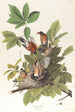 Merle d'Amérique - John James Audubon — weergave van het kunstwerk