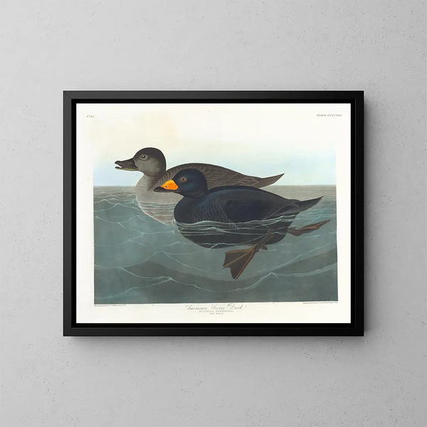 Amerikaanse eend scoter - John James Audubon — ingelijst kunstwerk aan de muur