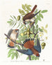 Amerikaanse Sperwer - John James Audubon — weergave van het kunstwerk
