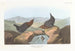 Cincle d'Amérique - John James Audubon — weergave van het kunstwerk