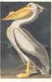 Pélican blanc d'Amérique - John James Audubon — weergave van het kunstwerk