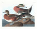 Amerikaanse eend - John James Audubon — weergave van het kunstwerk
