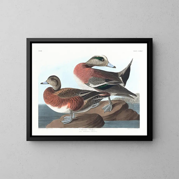 Amerikaanse eend - John James Audubon — ingelijst kunstwerk aan de muur