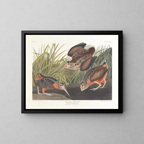 Bécasse d'Amérique - John James Audubon — ingelijst kunstwerk aan de muur