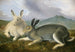 IJsleeuw - John James Audubon — weergave van het kunstwerk