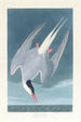Sterne arctique - John James Audubon — weergave van het kunstwerk