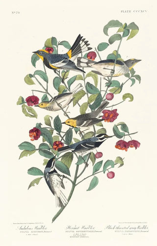 John James Audubon - Audubons warbler Hermit warbler Blackthroated gray warbler.webp