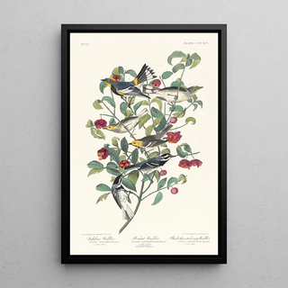 John James Audubon - Audubons warbler Hermit warbler Blackthroated gray warbler.webp