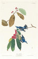Paruline azurée - John James Audubon — weergave van het kunstwerk