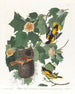 Oriole van Baltimore - John James Audubon — weergave van het kunstwerk