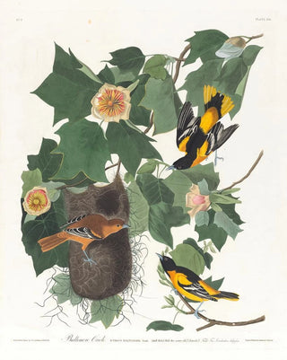 John James Audubon - Baltimore oriole.webp