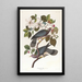 Pigeon à queue barrée - John James Audubon — ingelijst kunstwerk aan de muur