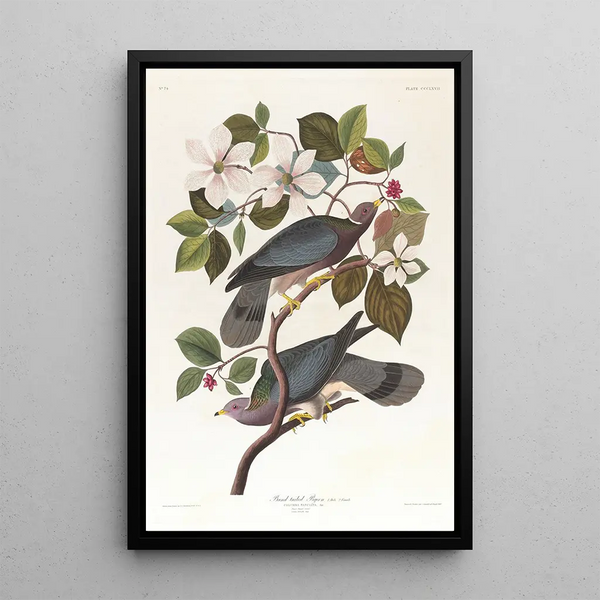John James Audubon - Bandtailed pigeon.webp