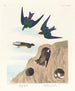 Hirondelle de rivage Hirondelle violette-verte - John James Audubon — weergave van het kunstwerk