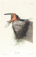 Hirondelle rustique - John James Audubon — weergave van het kunstwerk