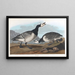 Ooievaar - John James Audubon — ingelijst kunstwerk aan de muur