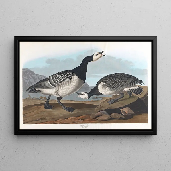 Ooievaar - John James Audubon — ingelijst kunstwerk aan de muur