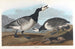 Ooievaar - John James Audubon — weergave van het kunstwerk