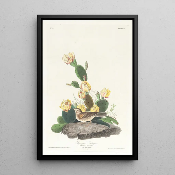 John James Audubon - Baywinged bunting.webp
