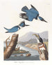 van de Amerikaanse ijsvogel - John James Audubon — weergave van het kunstwerk
