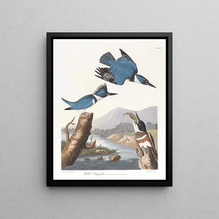 John James Audubon - Belted kingfisher.webp