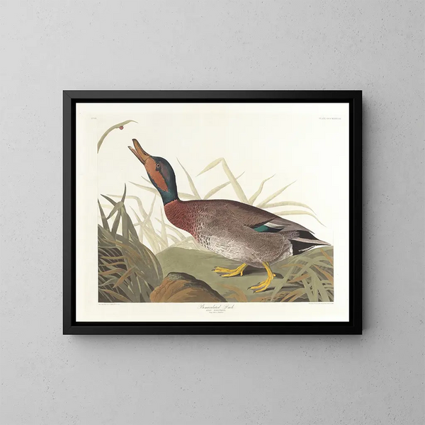 Gekleurde eend - John James Audubon — ingelijst kunstwerk aan de muur