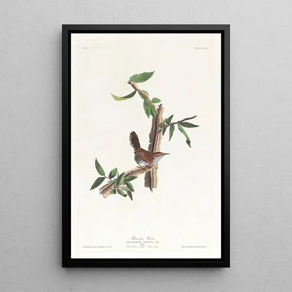 John James Audubon - Bewicks warbler.webp