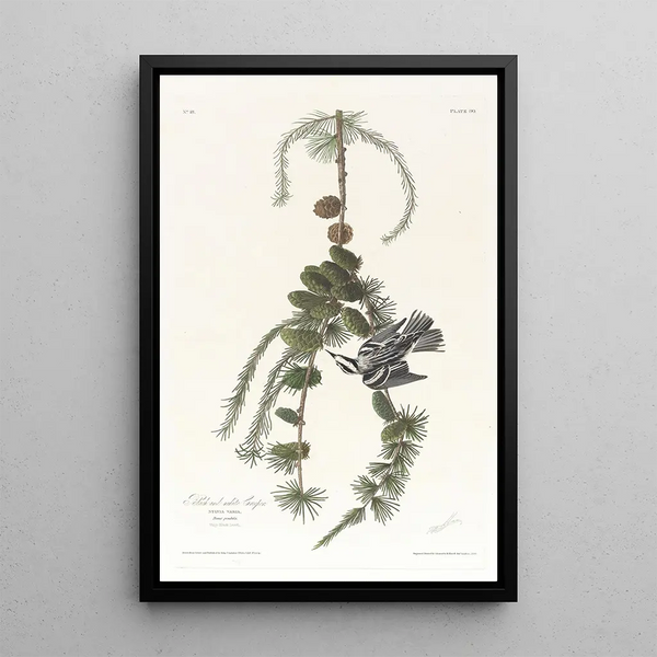 John James Audubon - Black and white creeper.webp