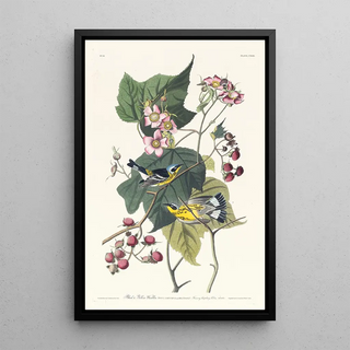 John James Audubon - Black and yellow warbler.webp