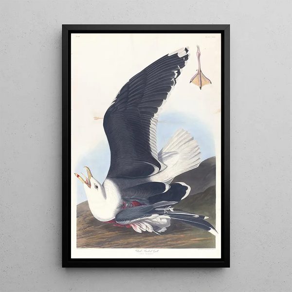 John James Audubon - Black backed gull.webp