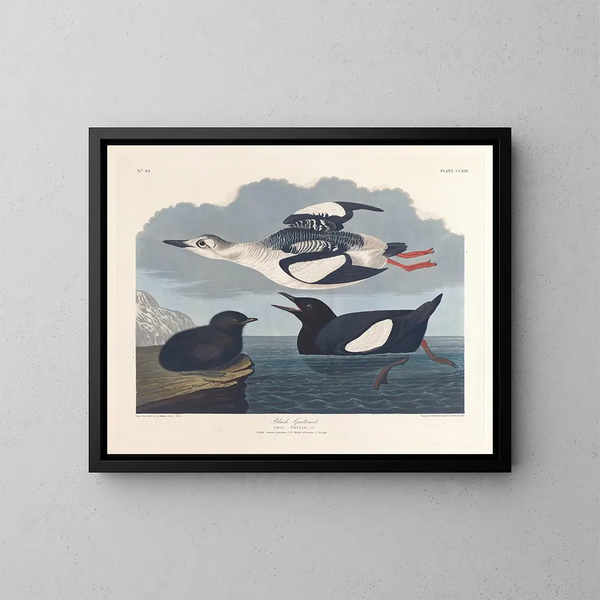 Guillemot noir - John James Audubon — ingelijst kunstwerk aan de muur