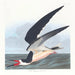 Rémora of pijlstaart - John James Audubon — weergave van het kunstwerk