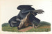 Zwarte valk of gewone raaf - John James Audubon — weergave van het kunstwerk