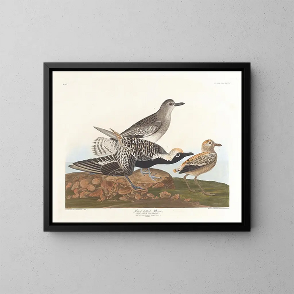 Zwarte buikstrandloper - John James Audubon — ingelijst kunstwerk aan de muur