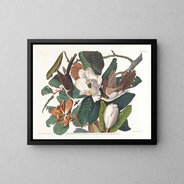 Koekoek met zwarte snavel - John James Audubon — ingelijst kunstwerk aan de muur
