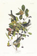 Paruline rayée - John James Audubon — weergave van het kunstwerk