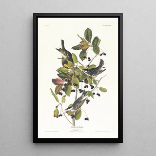 John James Audubon - Blackpoll warbler.webp