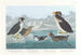 van Guillemot à gorge noire, pingouin à bec noueux, pingouin à crête bouclée, guillemot à bec cornu - John James Audubon — weergave van het kunstwerk